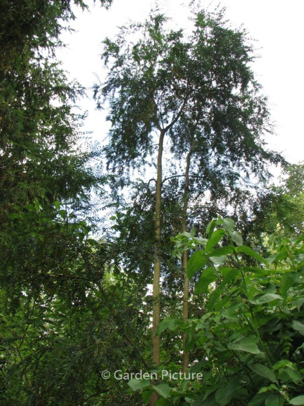Azara microphylla – Bild 3