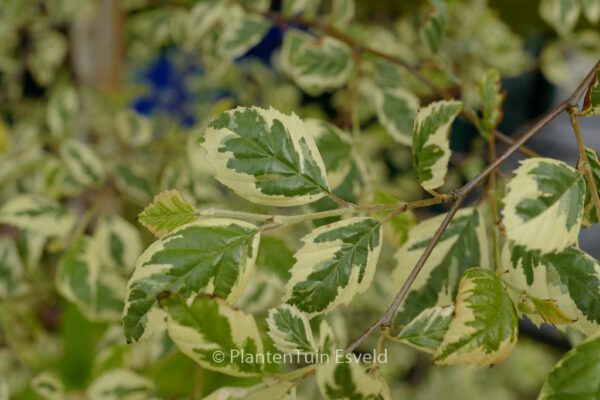 Betula nigra 'Shiloh Splash' – Bild 3