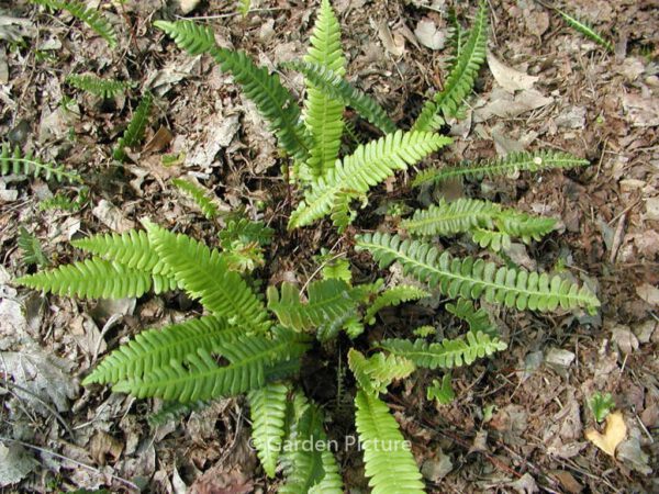 Blechnum spicant – Bild 4