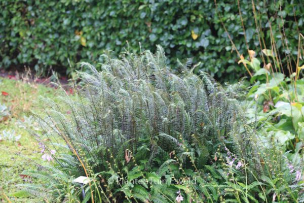 Blechnum spicant – Bild 5