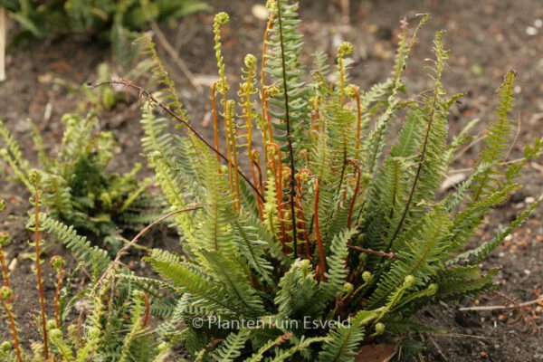 Blechnum spicant – Bild 7