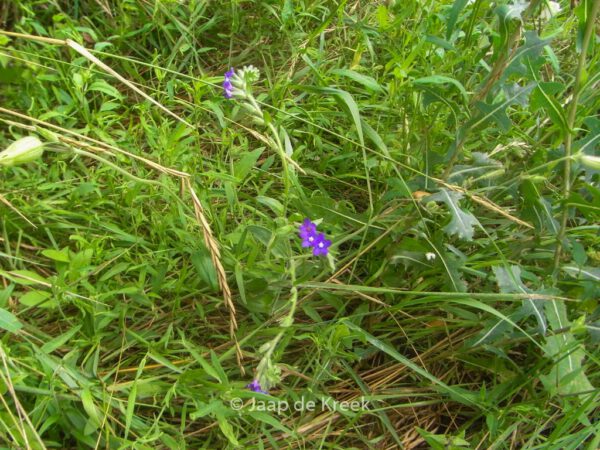 Buglossoides purpurocaerulea – Bild 4