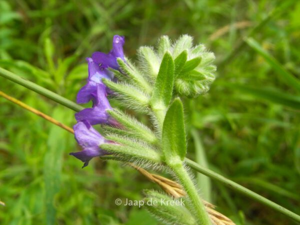 Buglossoides purpurocaerulea – Bild 5