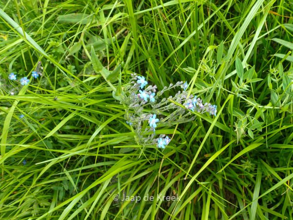Buglossoides purpurocaerulea – Bild 6