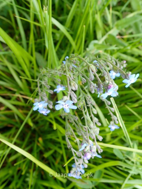 Buglossoides purpurocaerulea – Bild 7
