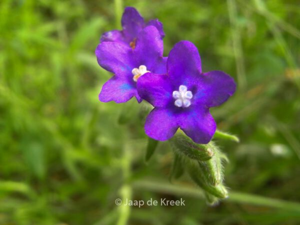 Buglossoides purpurocaerulea – Bild 8