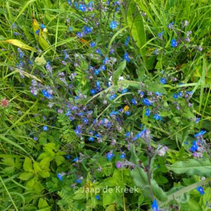 Buglossoides purpurocaerulea