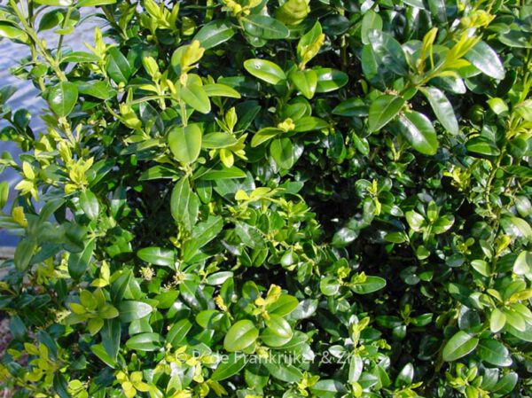 Buxus sempervirens 'Pyramidalis'