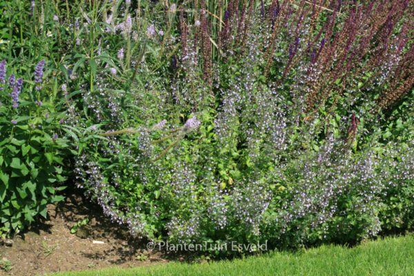 Calamintha nepeta 'Blue Cloud' – Bild 3