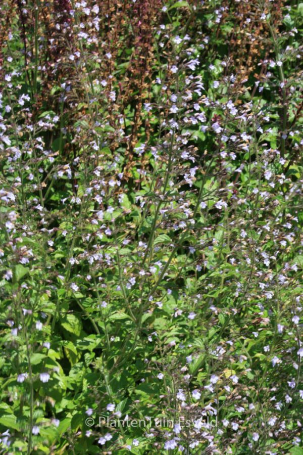 Calamintha nepeta 'Blue Cloud' – Bild 4
