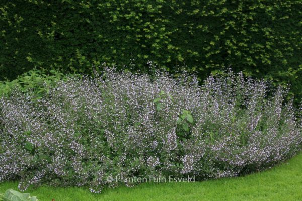 Calamintha nepeta 'Blue Cloud'