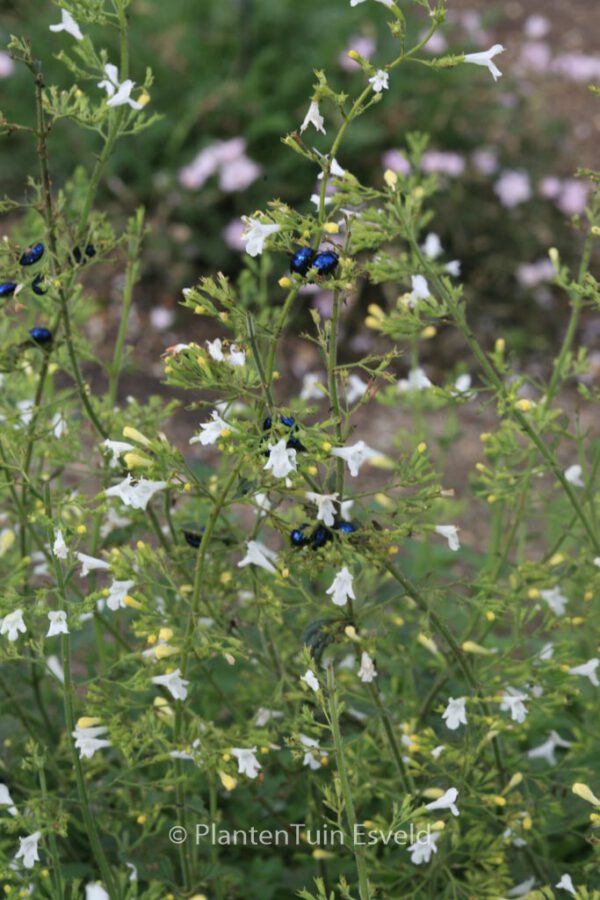 Calamintha nepeta 'Weisser Riese' – Bild 2
