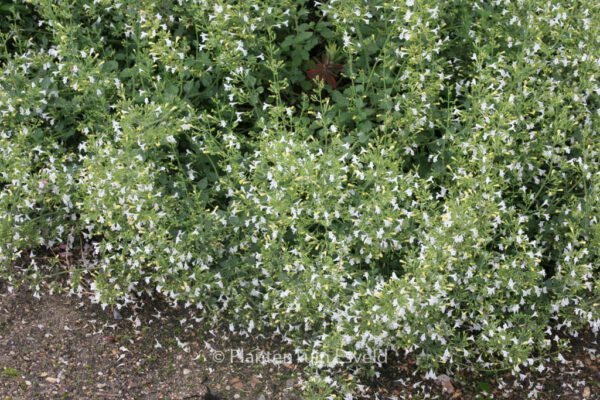 Calamintha nepeta 'Weisser Riese'