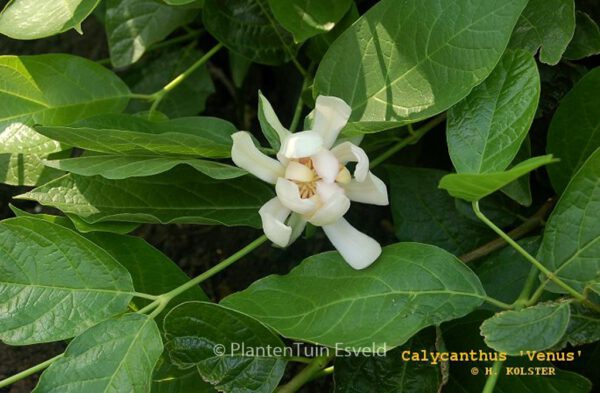 Calycanthus 'Venus' – Bild 3