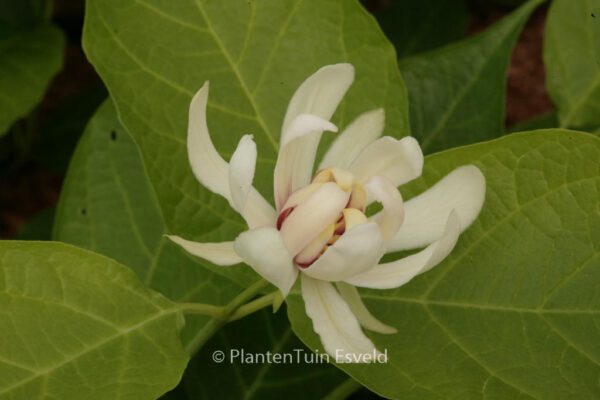 Calycanthus 'Venus' – Bild 4