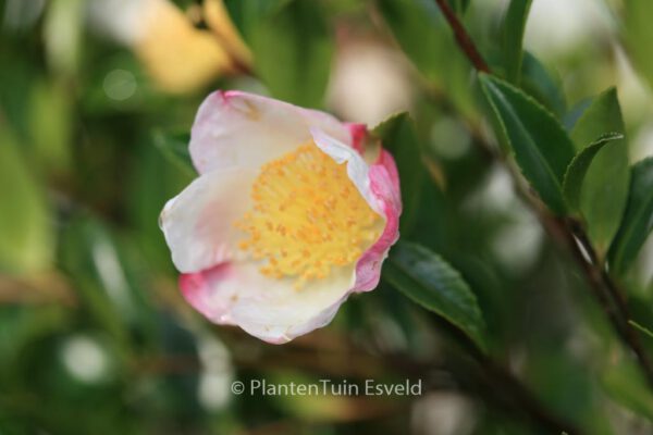 Camellia sasanqua 'Apple Blossom'