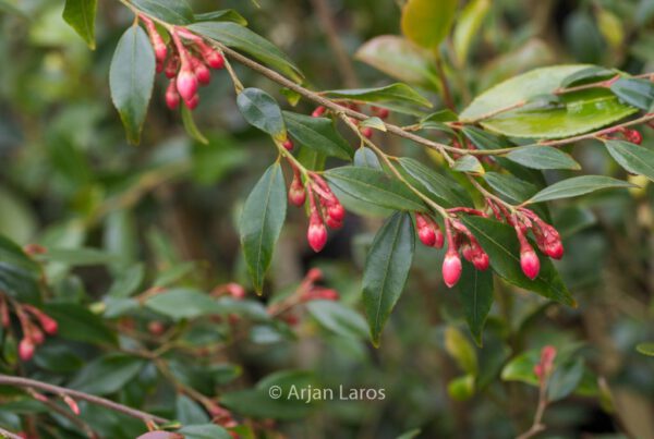 Camellia rosthorniana 'Cupido'