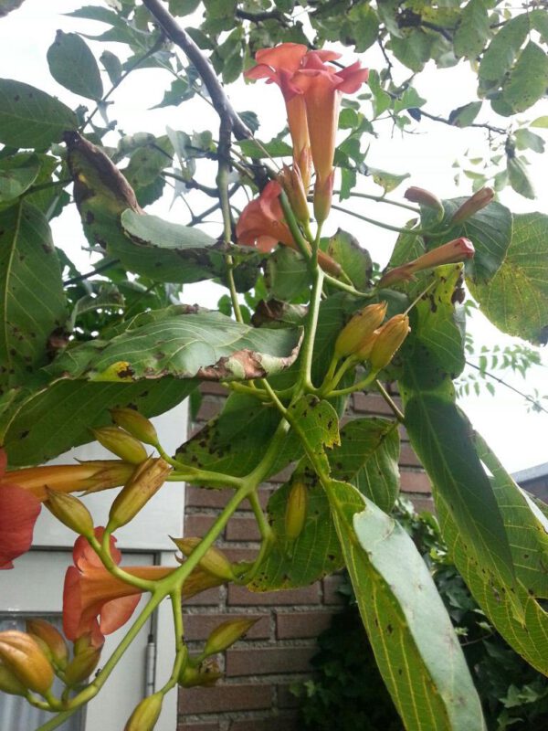 Campsis radicans 'Flamenco' – Bild 2