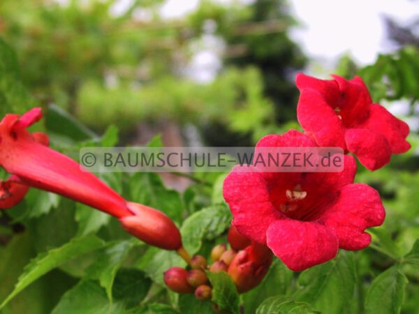 Campsis radicans 'Flamenco' – Bild 3