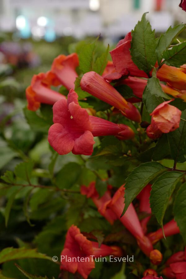 Campsis radicans 'Flamenco'