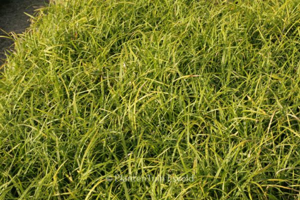 Carex morrowii 'Irish Green'