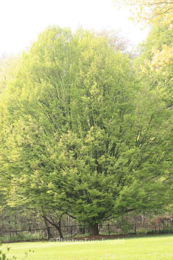 Carpinus betulus 'Fastigiata' – Bild 4