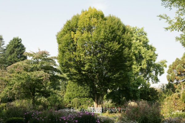 Carpinus betulus 'Fastigiata' – Bild 5