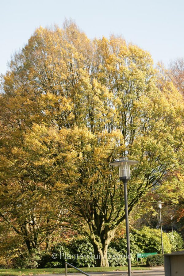 Carpinus betulus 'Fastigiata' – Bild 6