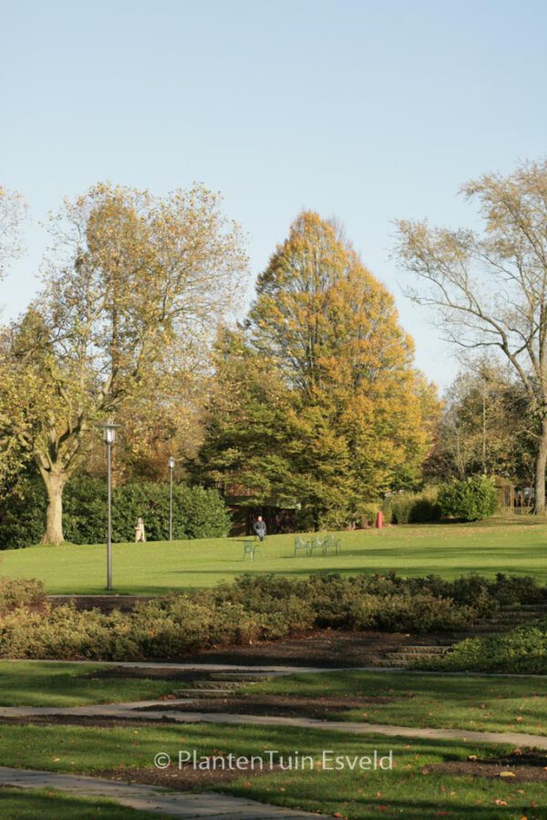 Carpinus betulus 'Fastigiata' – Bild 7