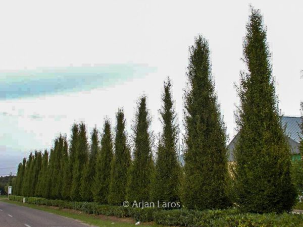 Carpinus betulus 'Fastigiata'