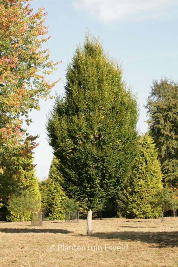 Carpinus betulus 'Frans Fontaine' – Bild 2