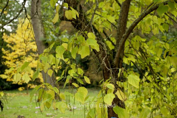 Catalpa erubescens – Bild 3