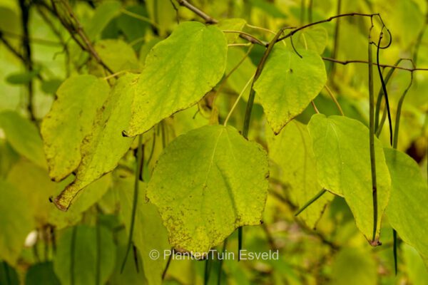 Catalpa erubescens – Bild 4