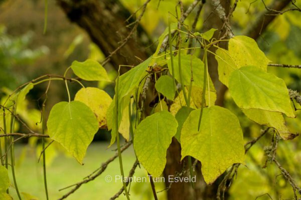 Catalpa erubescens – Bild 5