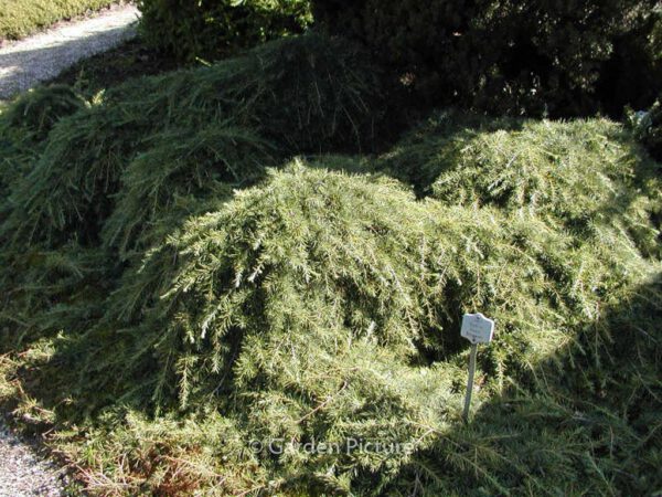Cedrus libani 'Sargentii' – Bild 2
