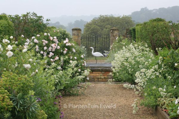 Centranthus ruber 'Albus' – Bild 5