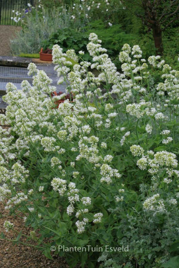 Centranthus ruber 'Albus' – Bild 6