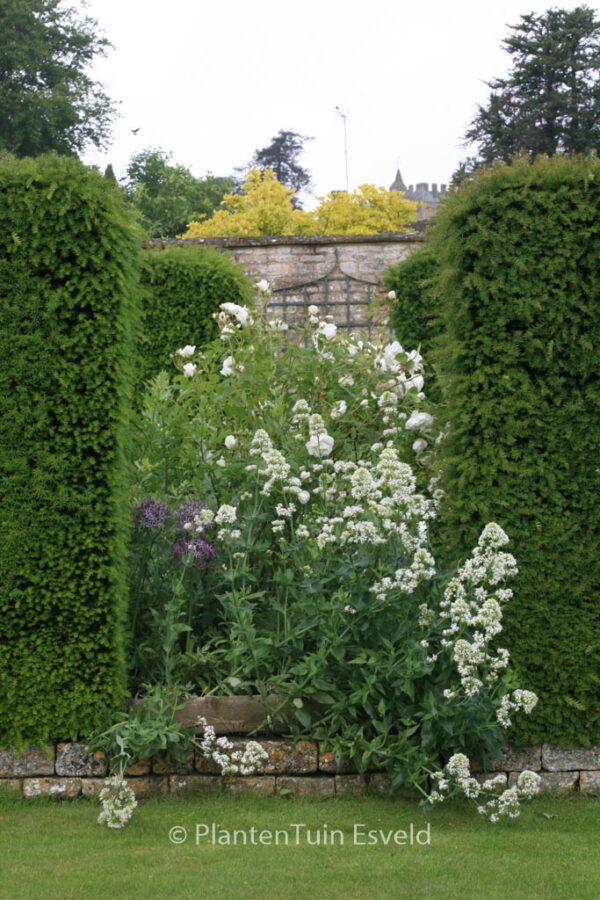 Centranthus ruber 'Albus' – Bild 8