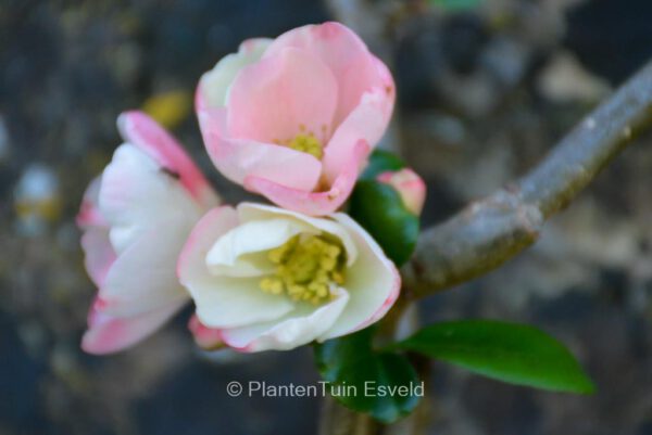 Chaenomeles speciosa 'Moerloosei'