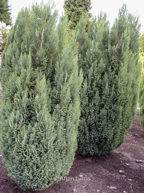 Chamaecyparis lawsoniana 'Ellwoodii' – Bild 2