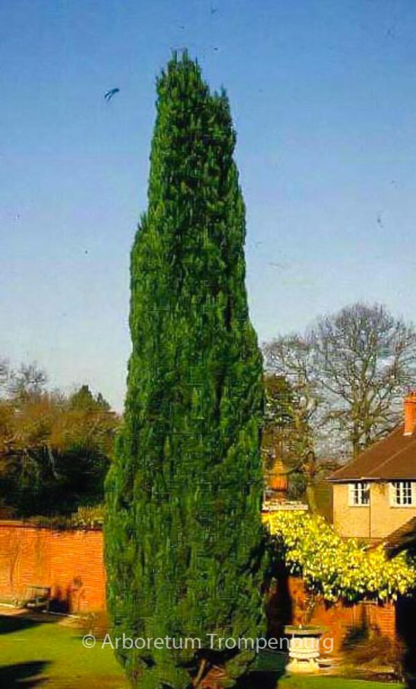 Chamaecyparis lawsoniana 'Ellwoodii'