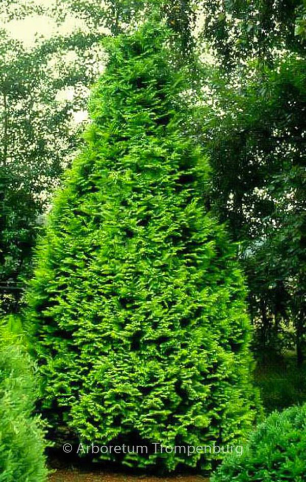 Chamaecyparis lawsoniana 'Stardust'