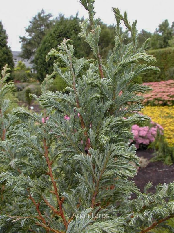 Chamaecyparis pisifera 'Boulevard' – Bild 2