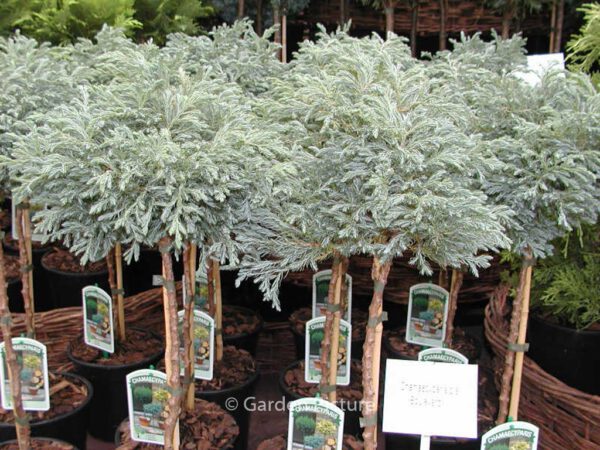 Chamaecyparis pisifera 'Boulevard' – Bild 3