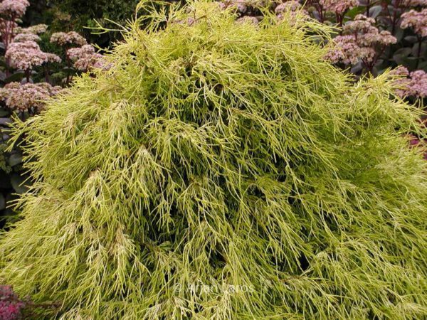 Chamaecyparis pisifera 'Filifera Aurea' – Bild 2