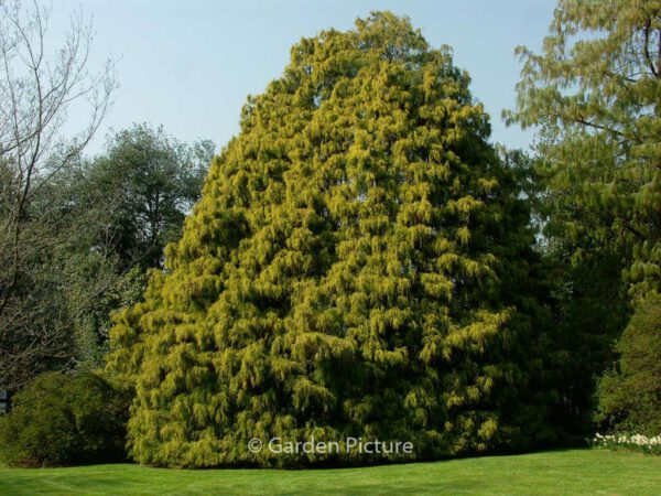 Chamaecyparis pisifera 'Filifera Aurea' – Bild 3