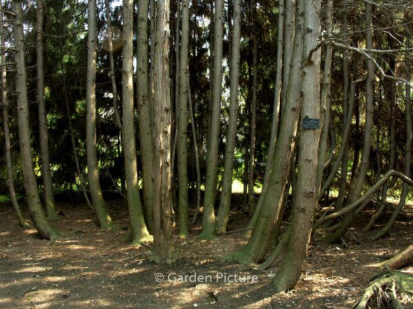 Chamaecyparis pisifera 'Filifera Aurea' – Bild 4