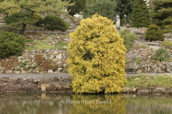 Chamaecyparis pisifera 'Filifera Aurea' – Bild 7