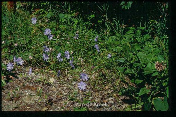 Cichorium intybus – Bild 4