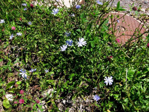 Cichorium intybus – Bild 5
